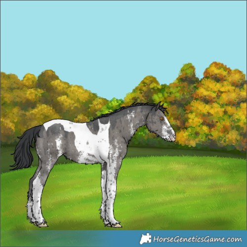 Horse Color:Grullo Sabino Tobiano Brindle