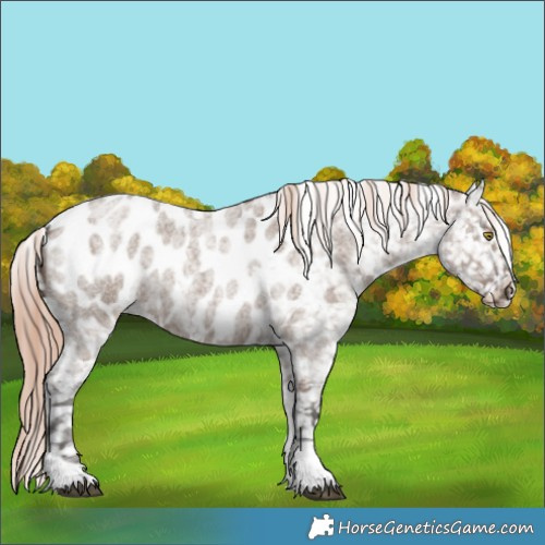 Horse Color:Liver Red Dun Roan Tobiano Near Leopard Rabicano 