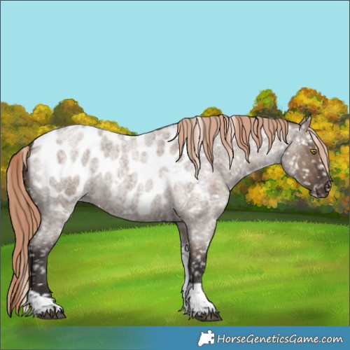 Horse Color:Liver Red Dun Roan Tobiano Appaloosa Rabicano 