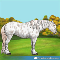 Horse Color:Liver Red Dun Roan Tobiano Appaloosa Rabicano 