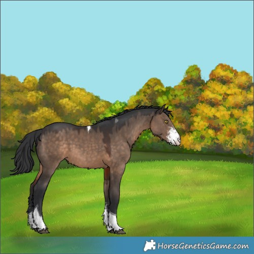 Horse Color:Brown Dun Sabino Tobiano 