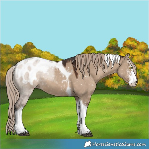 Horse Color:Liver Red Dun Sabino Tobiano Blanket 