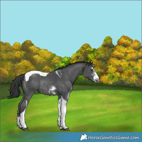 Horse Color:Black Sabino Tobiano Rabicano 