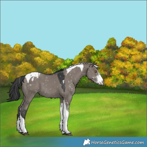 Horse Color:Grullo Sabino Tobiano Appaloosa 