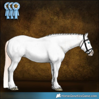 Horse Color:Gold Champagne Dun Splash Tobiano Near Fewspot Rabicano