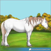 Horse Color:Gold Champagne Dun Splash Tobiano Appaloosa Rabicano 