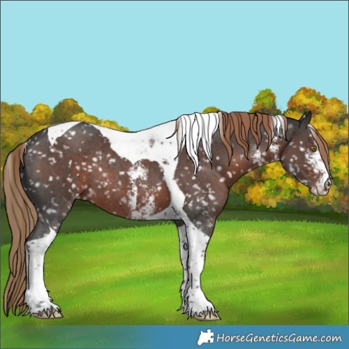 Horse Color:Liver Chestnut Sabino Tobiano Appaloosa Rabicano 