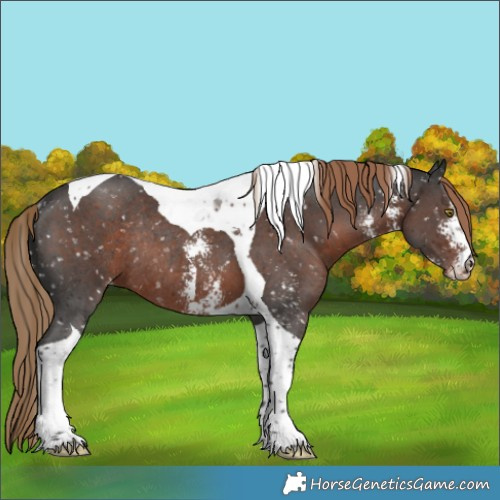 Horse Color:Liver Chestnut Sabino Tobiano Appaloosa Rabicano 