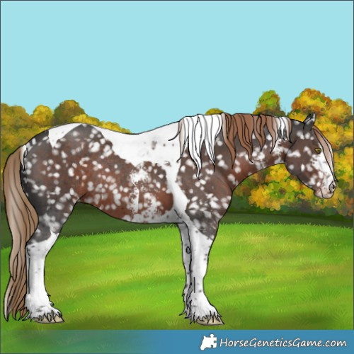 Horse Color:Liver Chestnut Sabino Tobiano Snowflake VarnishRabicano 