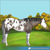 Horse Color:Brown Dun Splash Appaloosa