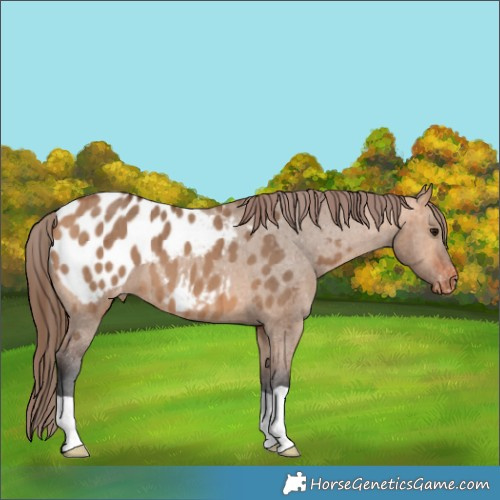 Horse Color:Bay Dun Appaloosa Brindle 