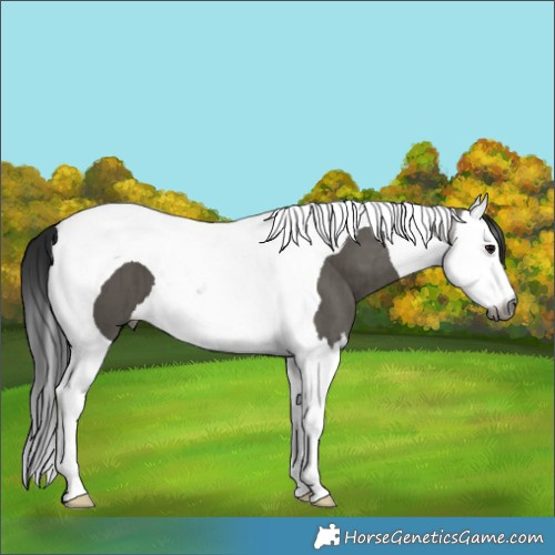 Horse Color:Gray Smoky Grullo Splash Tobiano Brindle