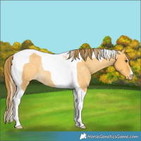 Horse Color:Buckskin Dun Tobiano Varnish Rabicano Brindle 
