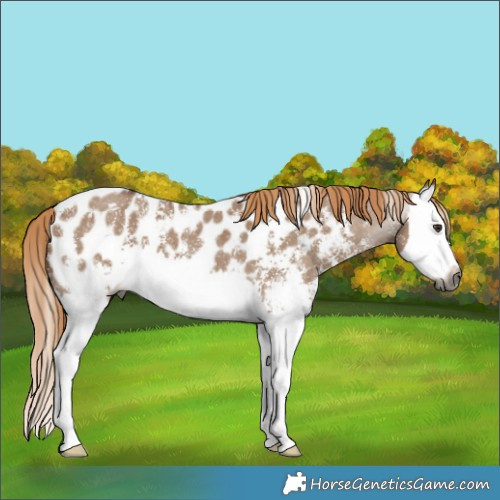 Horse Color:Gray Red Dun Sabino Splash Appaloosa