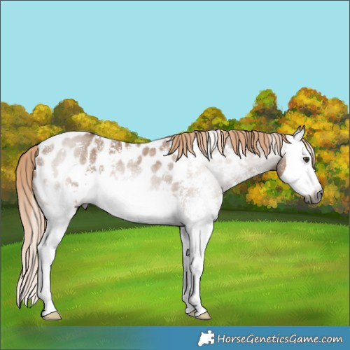 Horse Color:Gray Red Dun Sabino Splash Appaloosa 