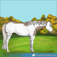 Horse Color:Silver Grullo Splash Frame 