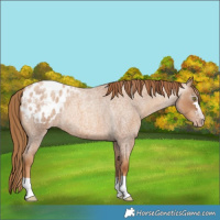 Horse Color:Gray Gold Champagne Roan Blanket Rabicano 