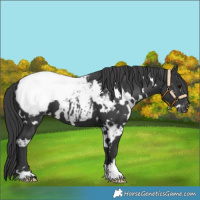 Horse Color:White Spotted Black Snowcap 
