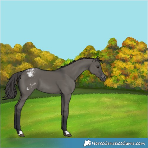 Horse Color:Grullo Snowcap 