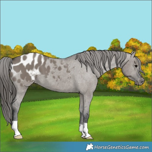 Horse Color:Grullo Appaloosa