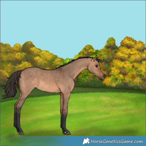 Horse Color:Bay Dun 