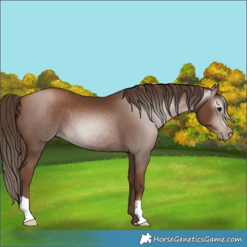 Horse Color:Gray Black Pearl 