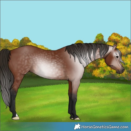 Horse Color:Gray Bay 