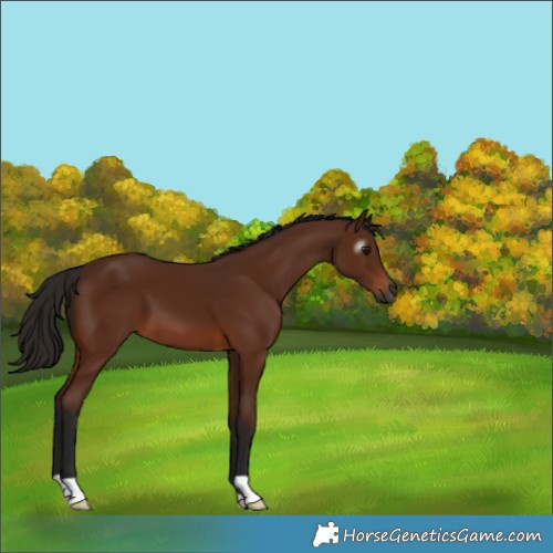 Horse Color:Gray Bay 