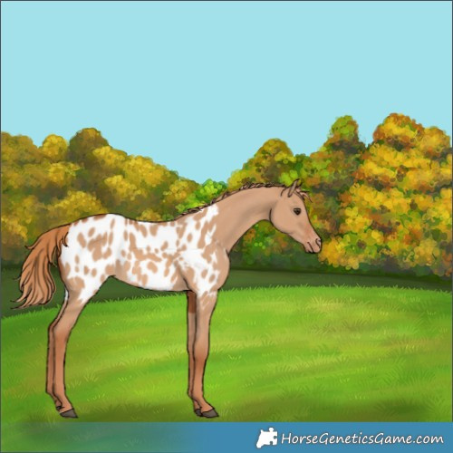 Horse Color:Red Dun Near Leopard 