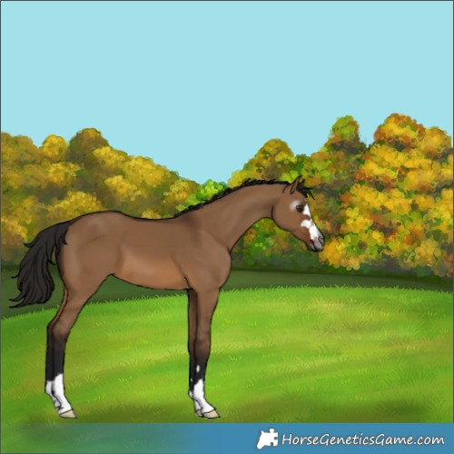 Horse Color:Gray Bay Dun 