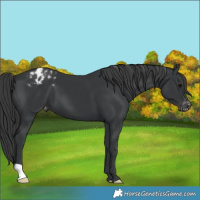 Horse Color:Black Appaloosa