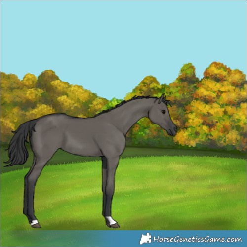 Horse Color:Grullo