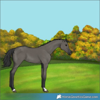 Horse Color:Grullo 
