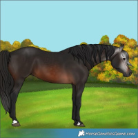 Horse Color:Gray Brown