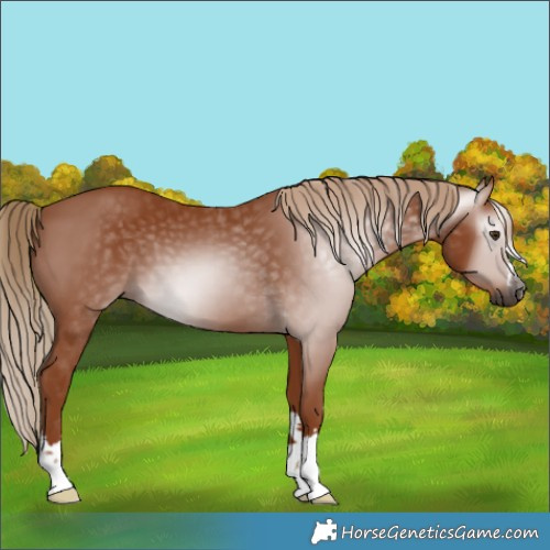 Horse Color:Gray Chestnut 