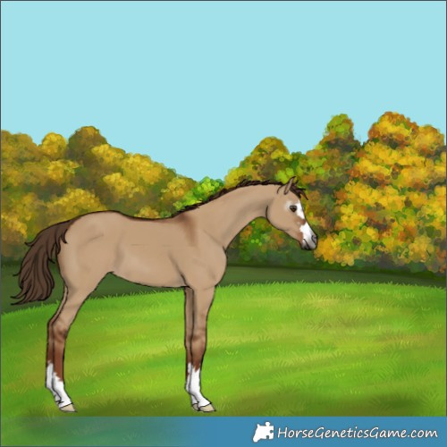 Horse Color:Gray Red Dun