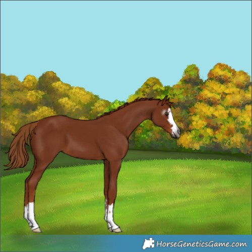 Horse Color:Gray Chestnut 