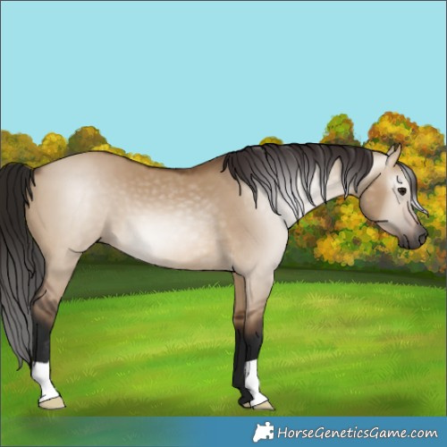 Horse Color:Gray Bay Dun 