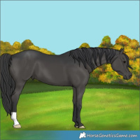 Horse Color:Black 