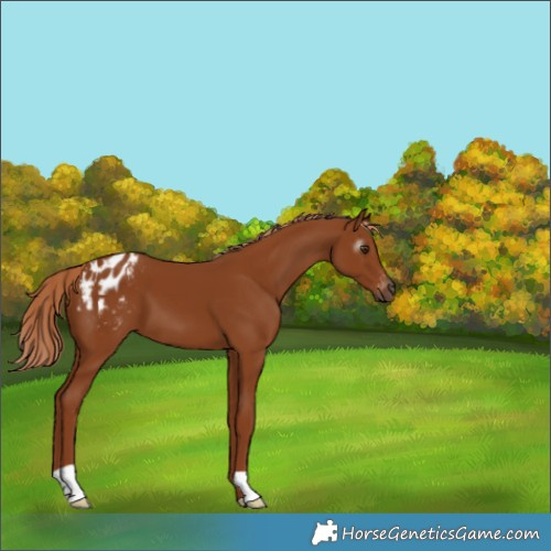 Horse Color:Gray Chestnut Varnish 