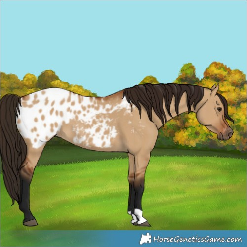 Horse Color:Gray Bay Dun Near Leopard