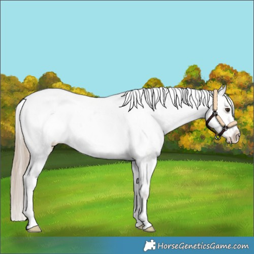 Horse Color:Chocolate Palomino Sabino Appaloosa