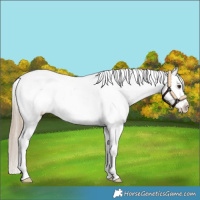 Horse Color:Chocolate Palomino Sabino Appaloosa
