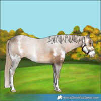Horse Color:Chocolate Palomino Sabino Appaloosa 