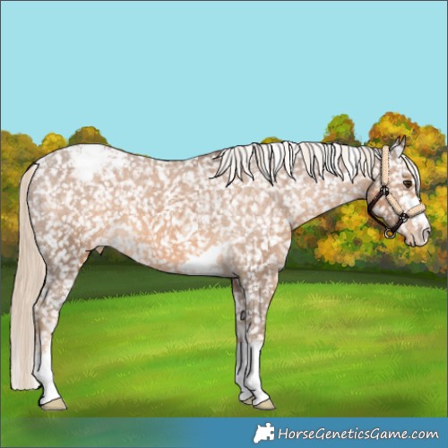 Horse Color:Chocolate Palomino Appaloosa 