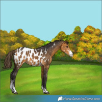 Horse Color:Buckskin Sabino Appaloosa 