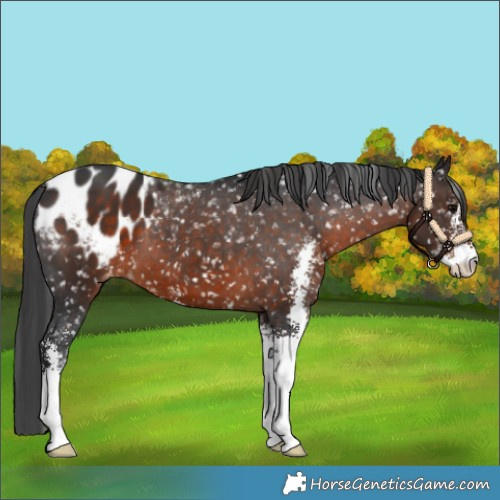 Horse Color:Brown Sabino Appaloosa
