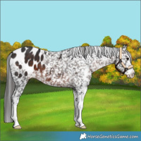 Horse Color:Brown Sabino Appaloosa