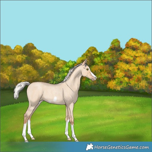 Horse Color:Silver Classic Champagne Roan Dun Splash Frame