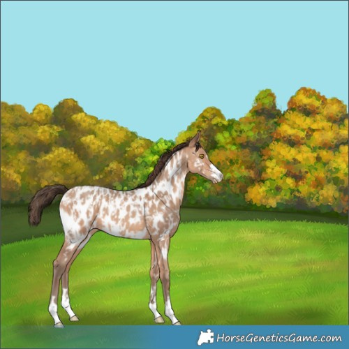 Horse Color:Amber Champagne Appaloosa and Amber Champagne Appaloosa